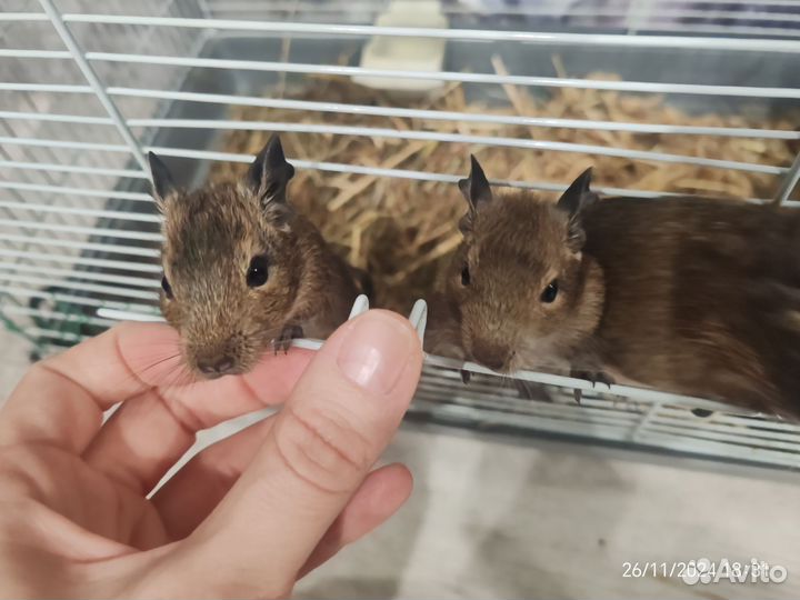 Бельчата дегу