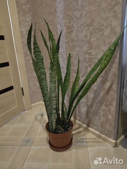 Комнатные цветы