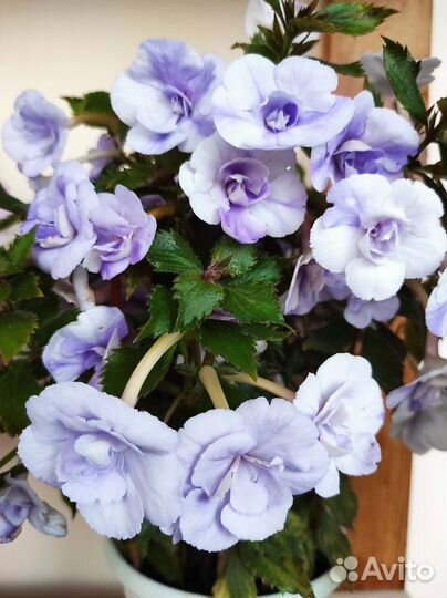 Ризомы ахименесов