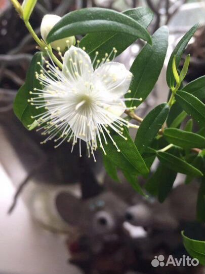 Мирт вашему дому