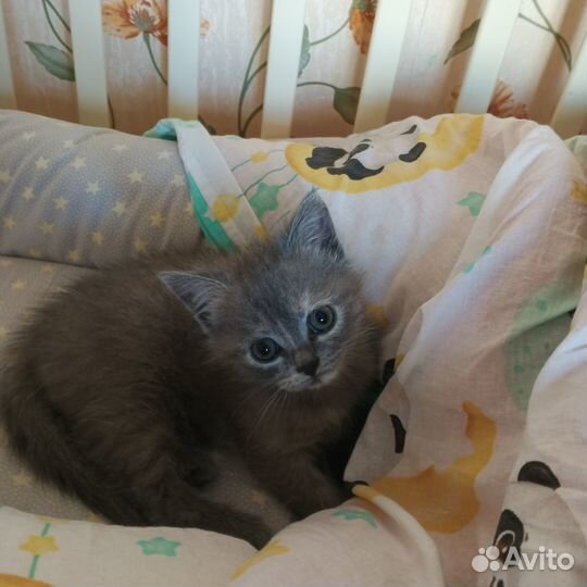 Кошечка