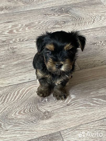 Йоркширский терьер