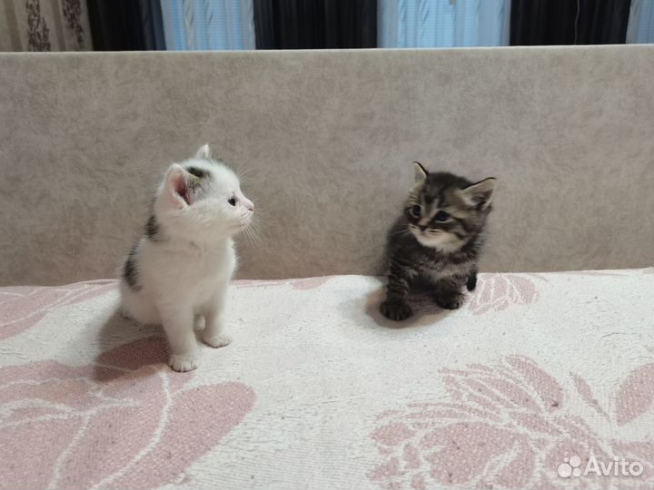 Котята в добрые руки