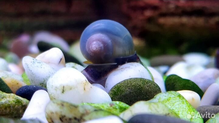 Ампулярия Черничная