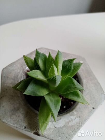 Суккуленты, хатиора, алоэ, хавортия