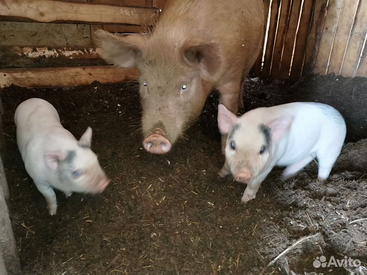 Поросята