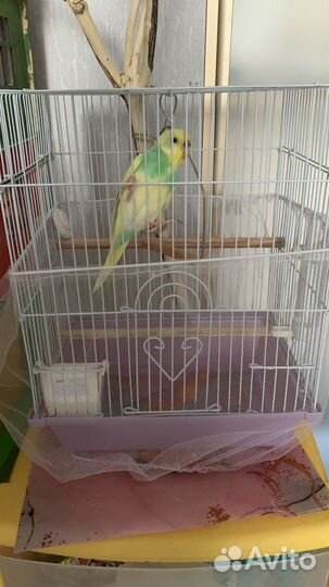 Ручной волнистый попугай 6мес.с клеткой