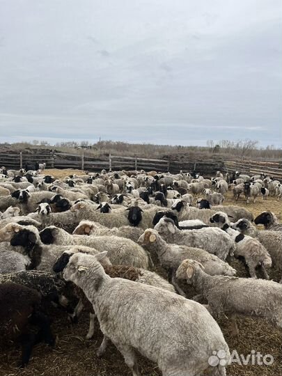 Овцы бараны матки ягнята