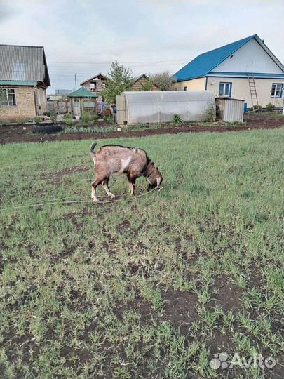 Услуги козла