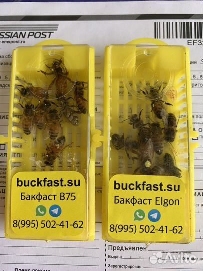 Бакфаст первого поколения F1