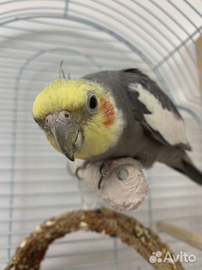 Зоогостиница