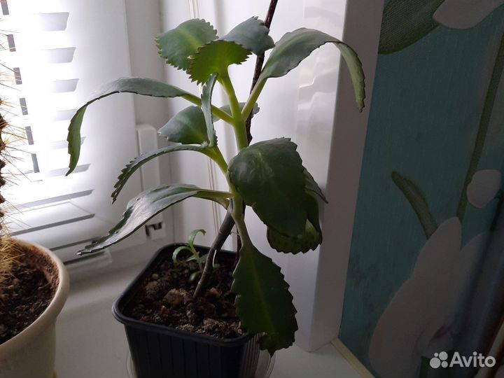 Каланхоэ лечебное