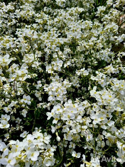 Арабис (резуха) 