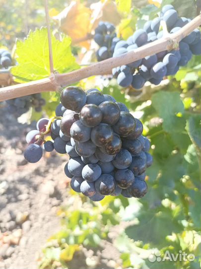 Виноград