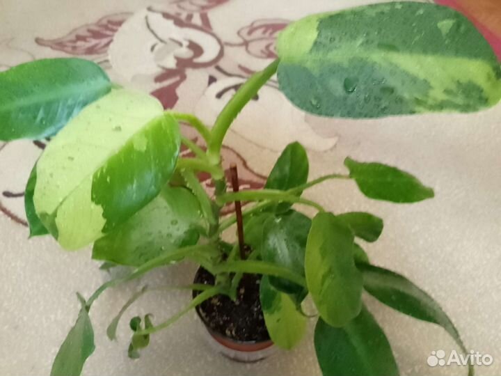 Филодендрон марбл вайт вар