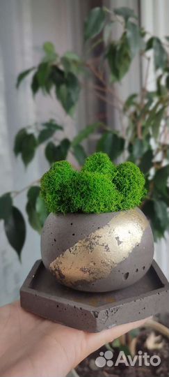 Кашпо из бетона с мхом