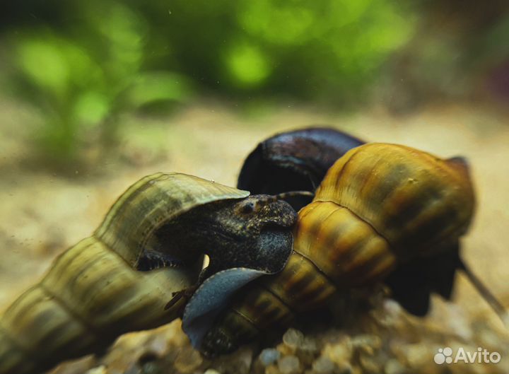 Аквариумные рыбки улитки