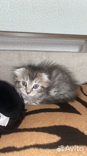 Отдам котят даром