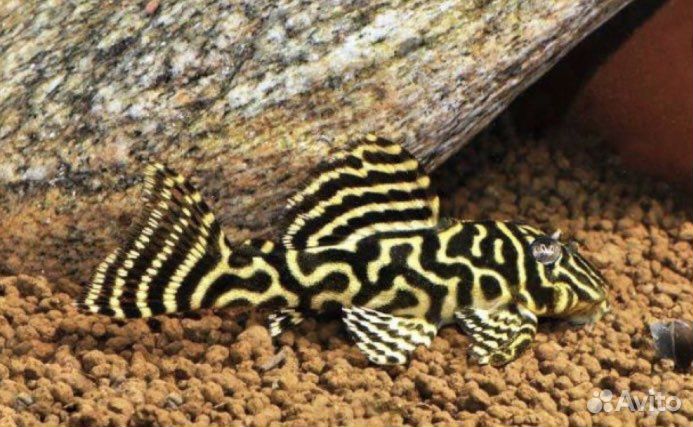 Аквариум с тумбой