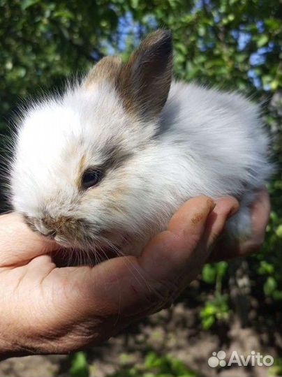 Декоративные кролики