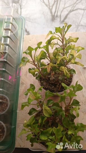 Альтернатера