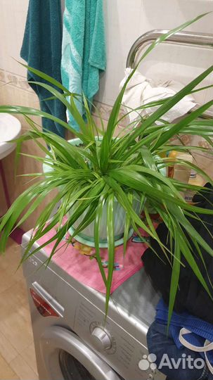 Пальма панданус