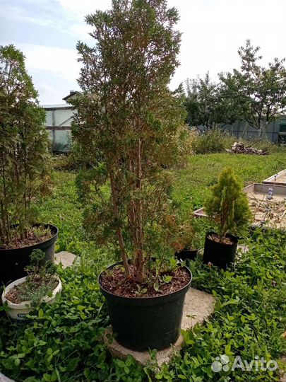 Продаю туи