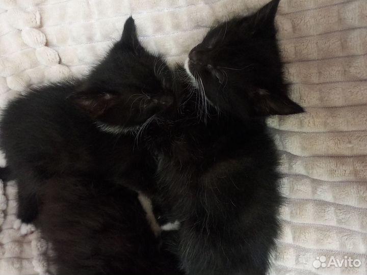 Отдам котят