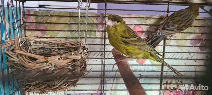 Кенарь и канарейка