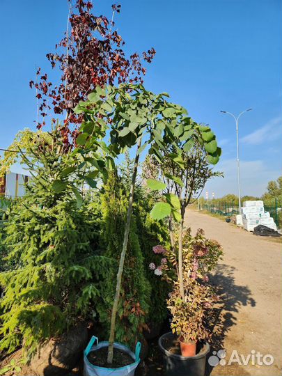 Вяз шершавый