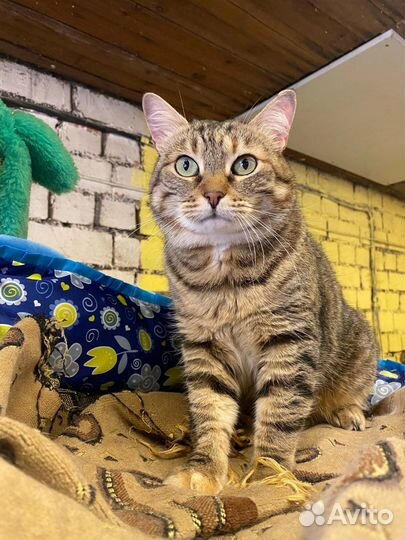 Кошка в добрые руки