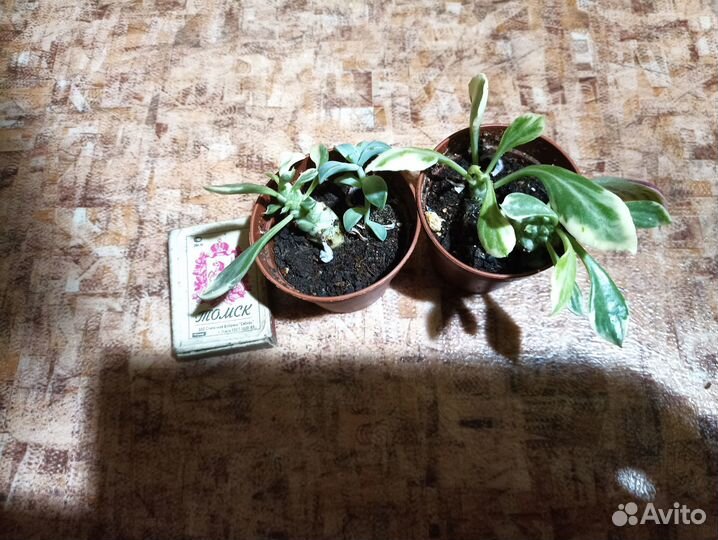 Очитки,седумы, монадениум вар