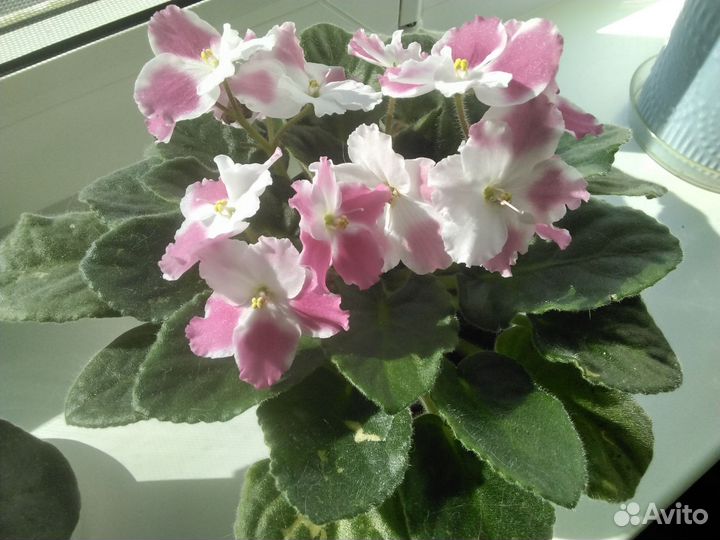 Детки сортовых фиалок