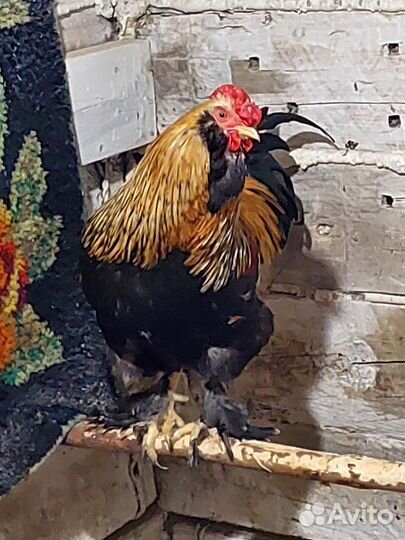 Молодые петухи, Брама