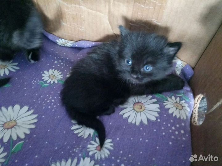 Отдам в добрые руки котят