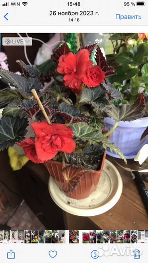 Бегония элатиор