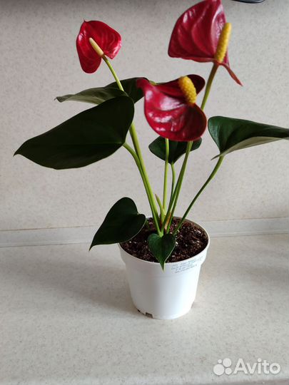 Антуриум красный