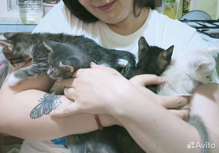 Котята в добрые руки