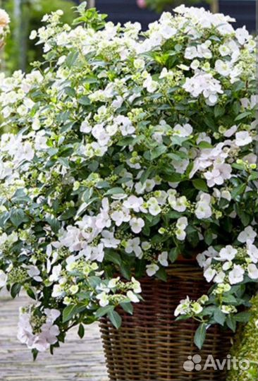 Гортензия Сбежавшая невеста