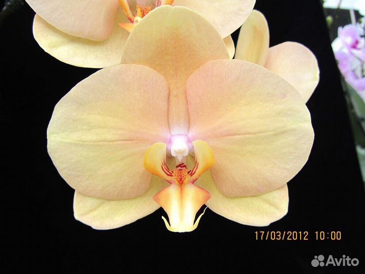 Орхидея Phal. Карина (Африканский закат)