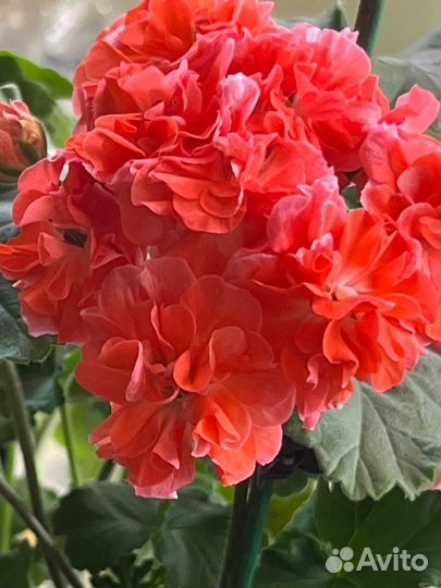 Пеларгонии