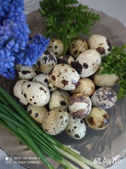 Перепела суточные