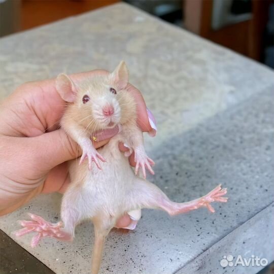 Крысы подростки. Крысы Дамбо. Крысята. Питомник