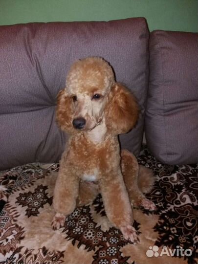 Пудель вязка