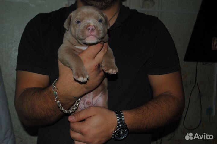 Американский булли покет щенки