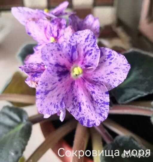 Фиалка лист на срез