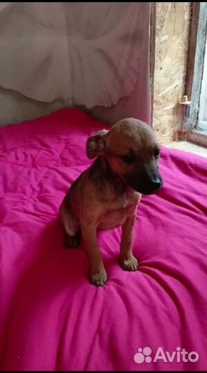 Ксолоитцкуинтли мини кобель в шерсти