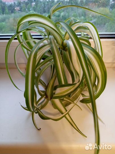 Хлорофитум