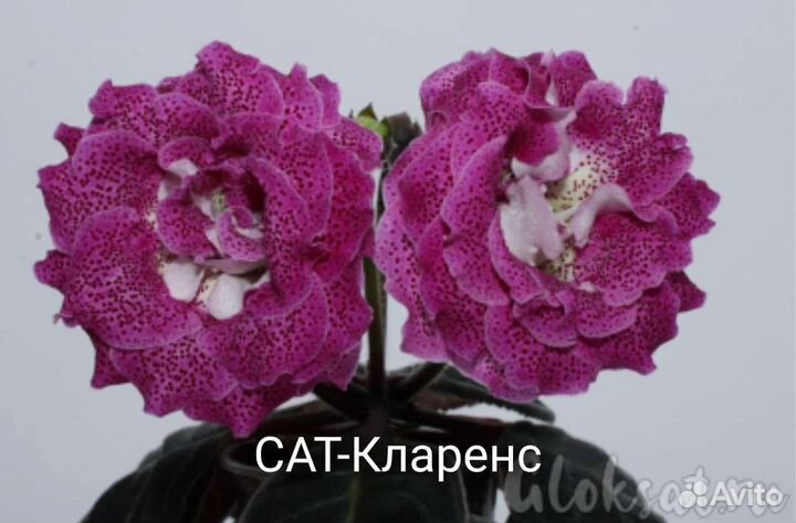Сат-Глоксинии сортовые махровые