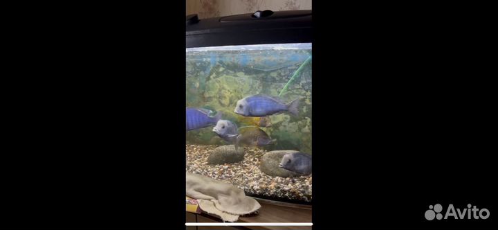 Аквариум с рыбками